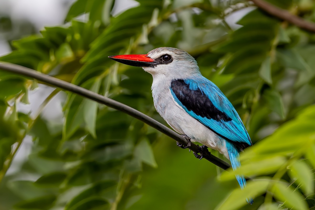 Woodland Kingfisher - ML641825805