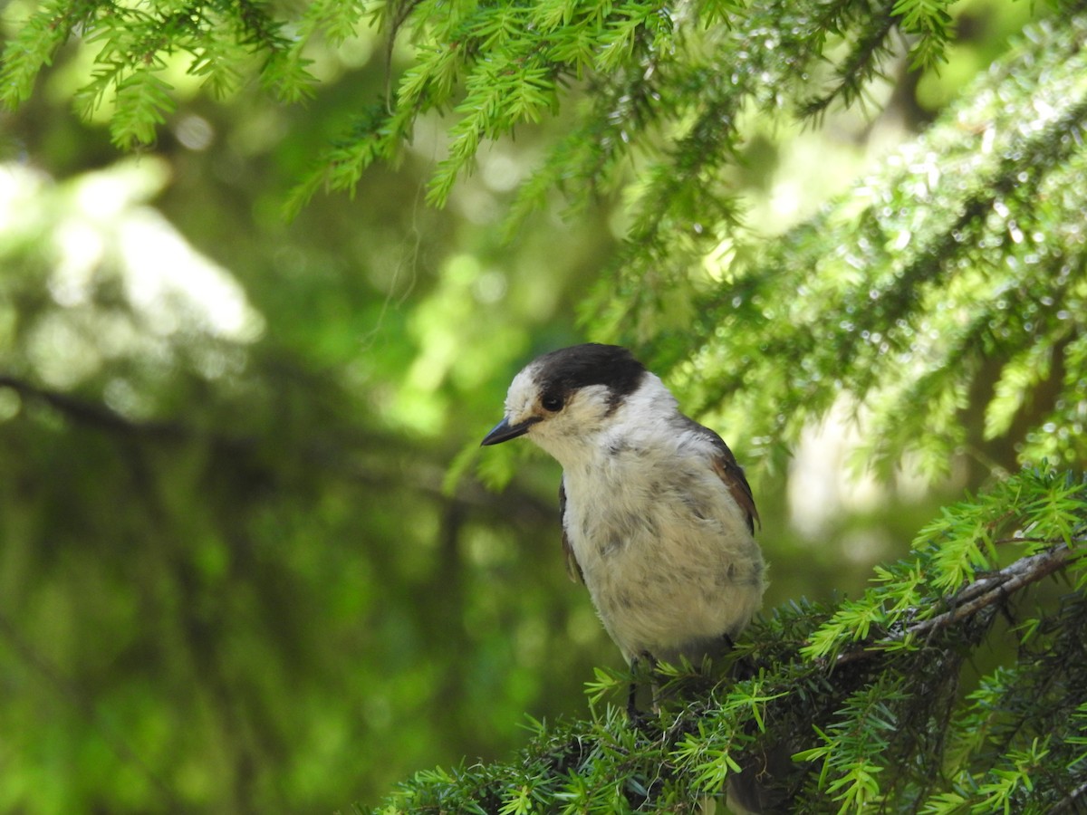 Canada Jay - ML641825808