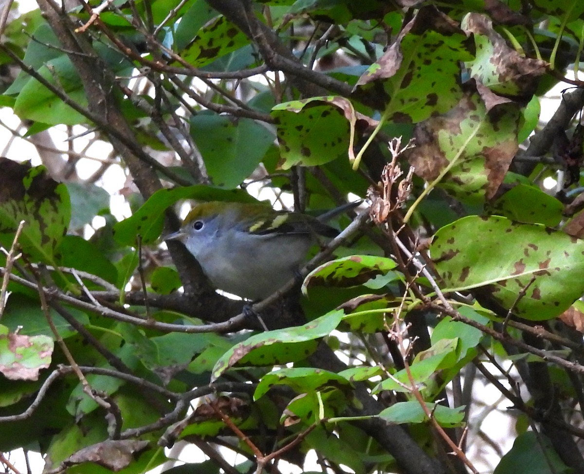 brunsideparula - ML641825819