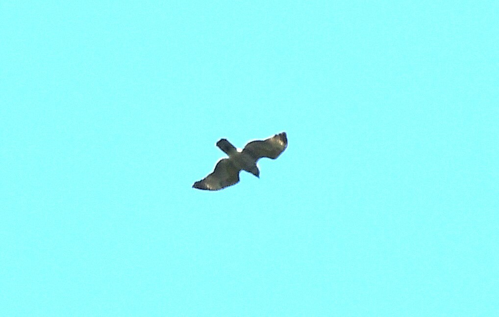 Buteo sp. - ML641825838
