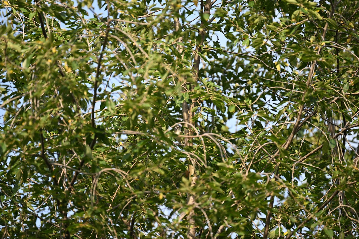 blåskrike - ML641825841