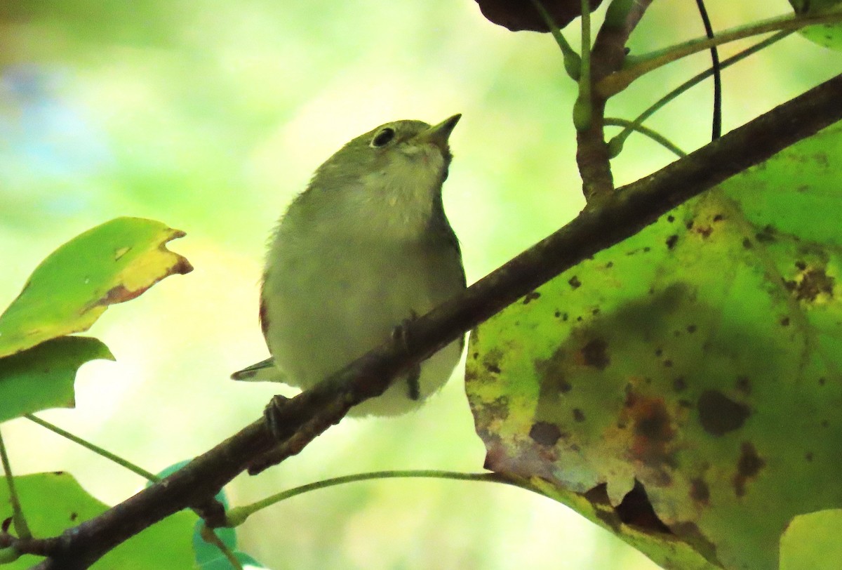 brunsideparula - ML641825842