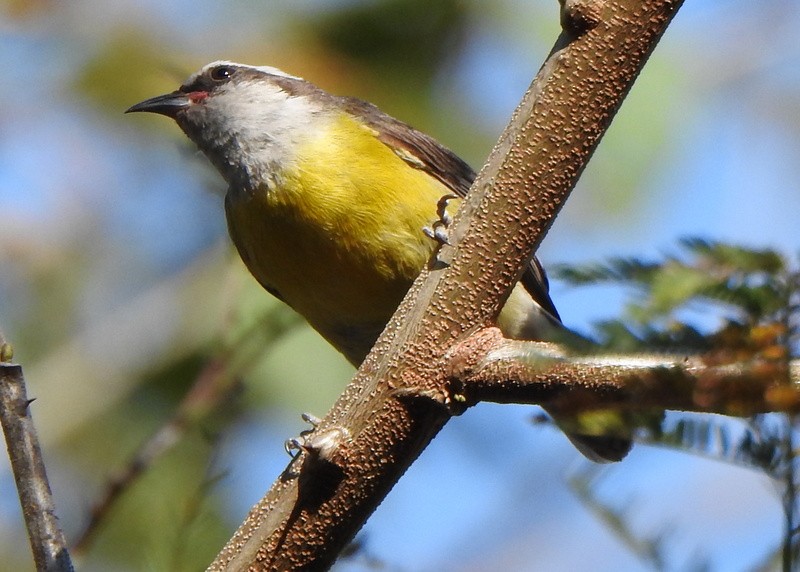 Bananaquit - ML641825912
