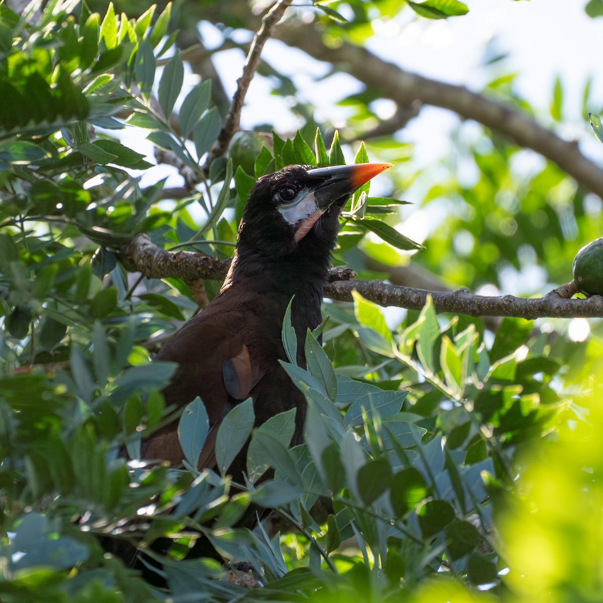 Montezuma Oropendola - ML641825918