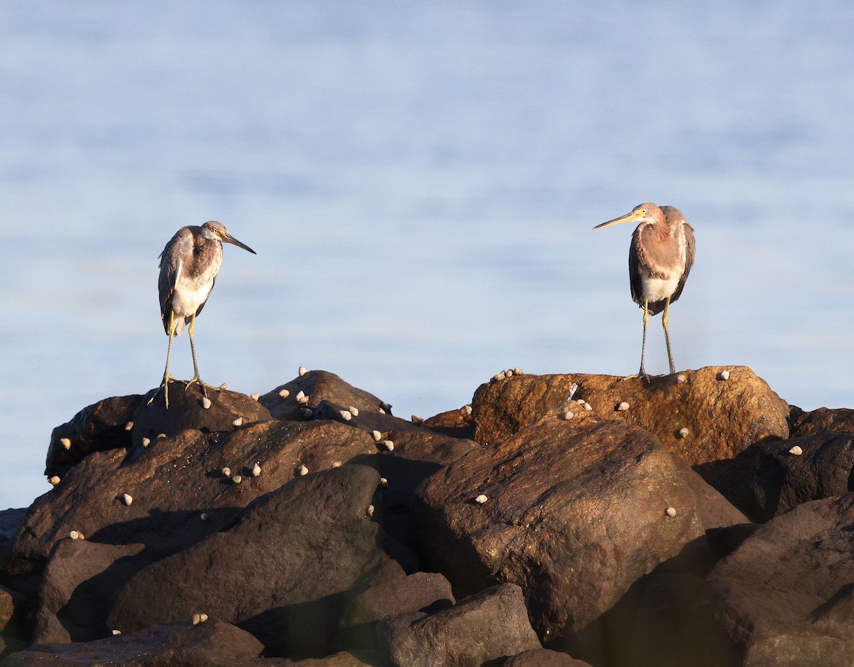 Tricolored Heron - ML641825920