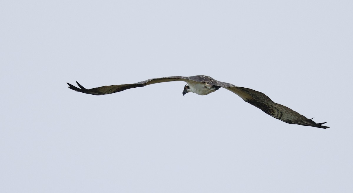 Balbuzard pêcheur - ML641825921
