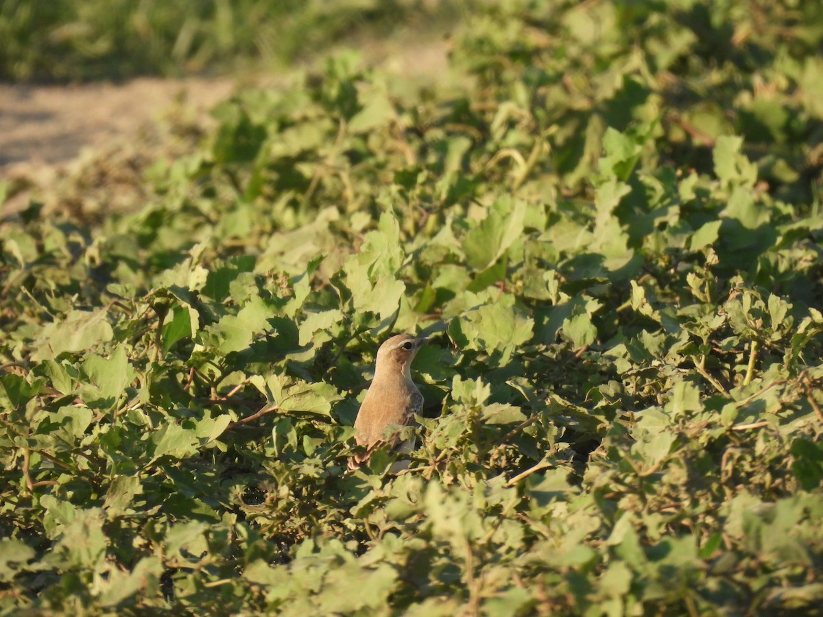 Northern Wheatear (Eurasian) - ML641825934