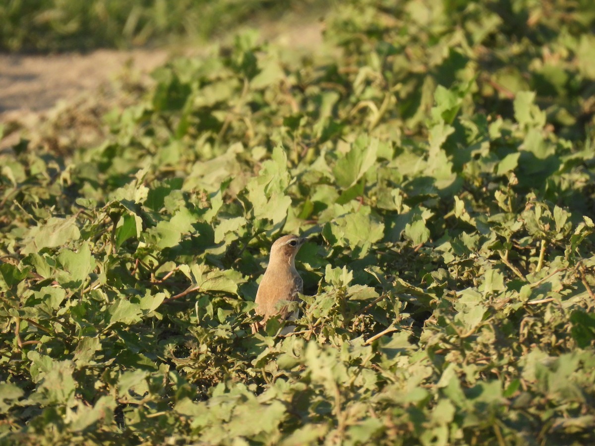 Northern Wheatear (Eurasian) - ML641825935