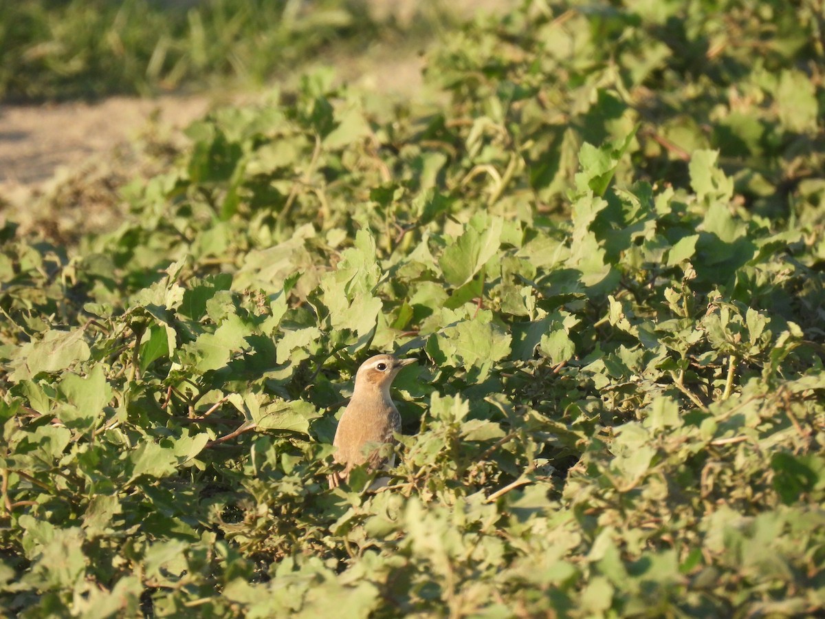 Northern Wheatear (Eurasian) - ML641825936
