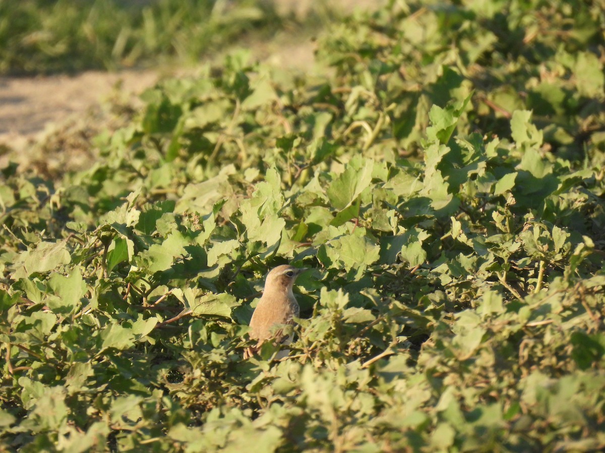 Northern Wheatear (Eurasian) - ML641825937