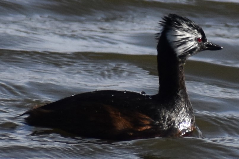 White-tufted Grebe - ML641825940
