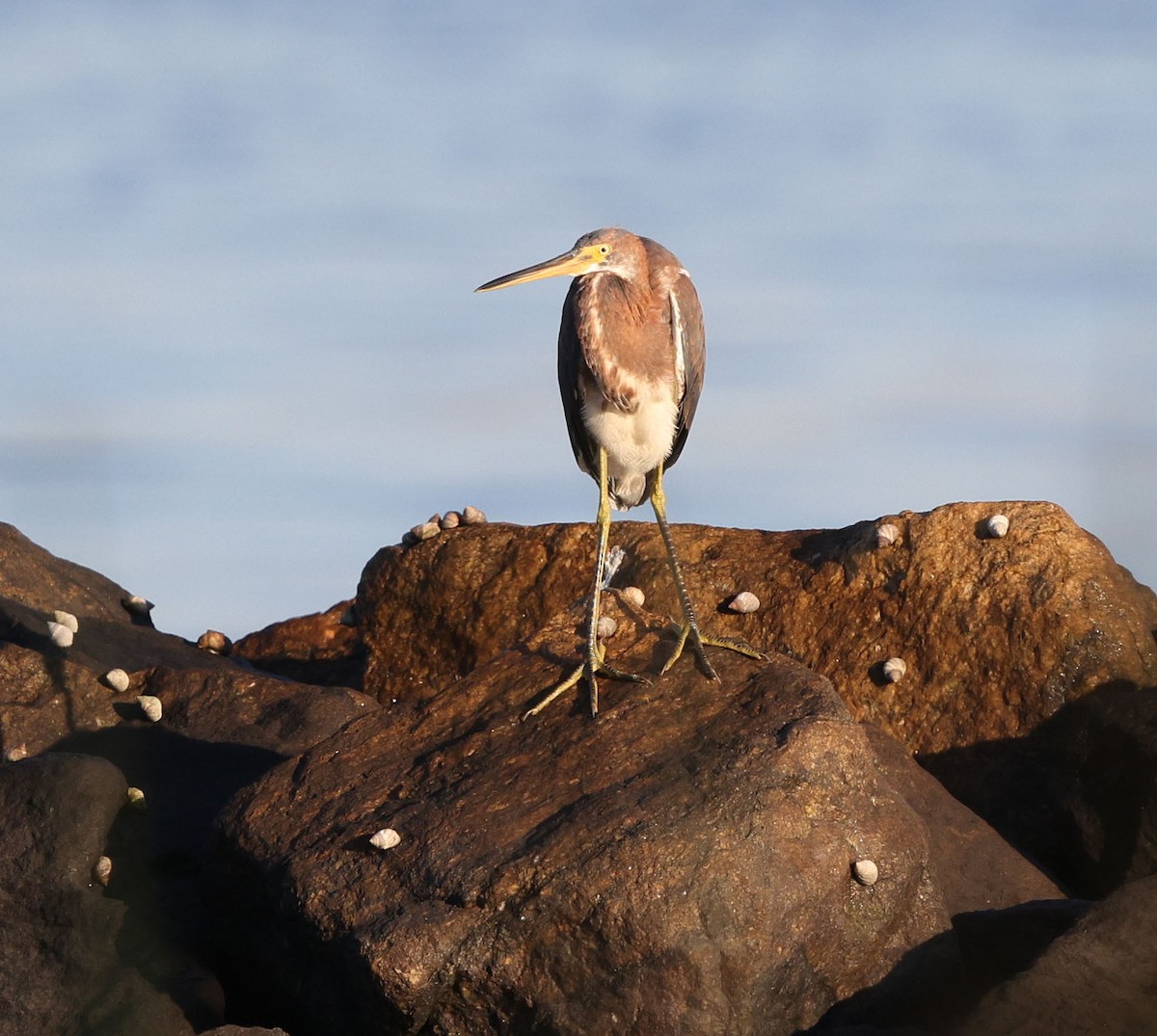 Tricolored Heron - ML641825942