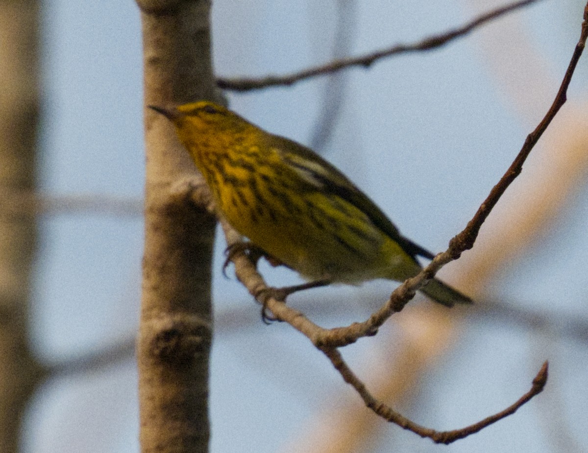Cape May Warbler - ML641825943