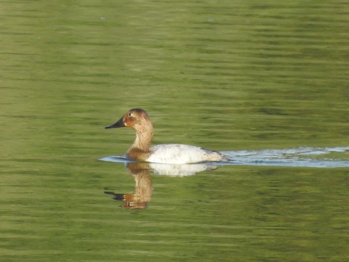 Canvasback - ML641825945