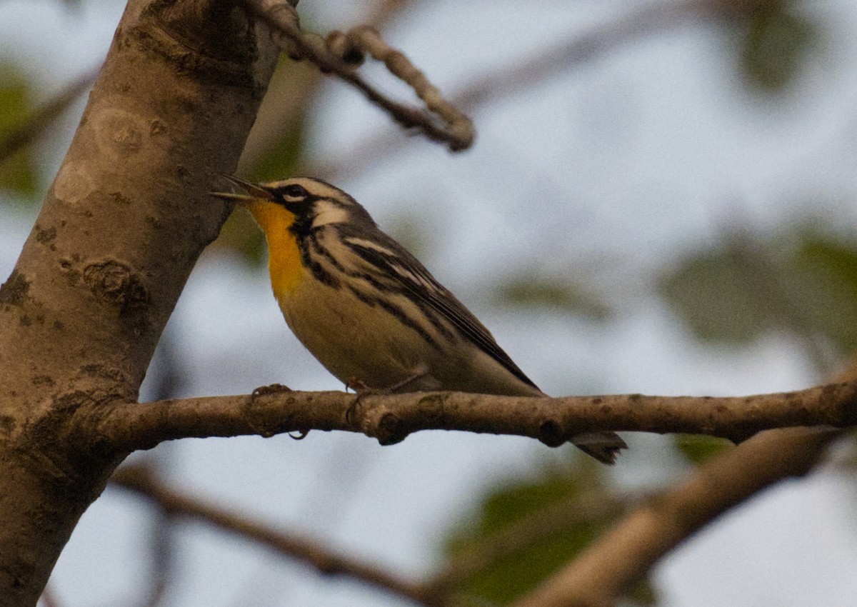 Goldkehl-Waldsänger - ML641825947
