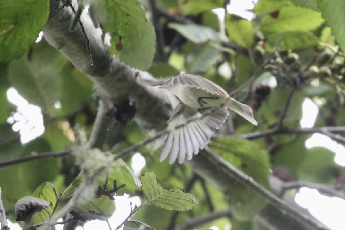 Warbling Vireo - ML641825971