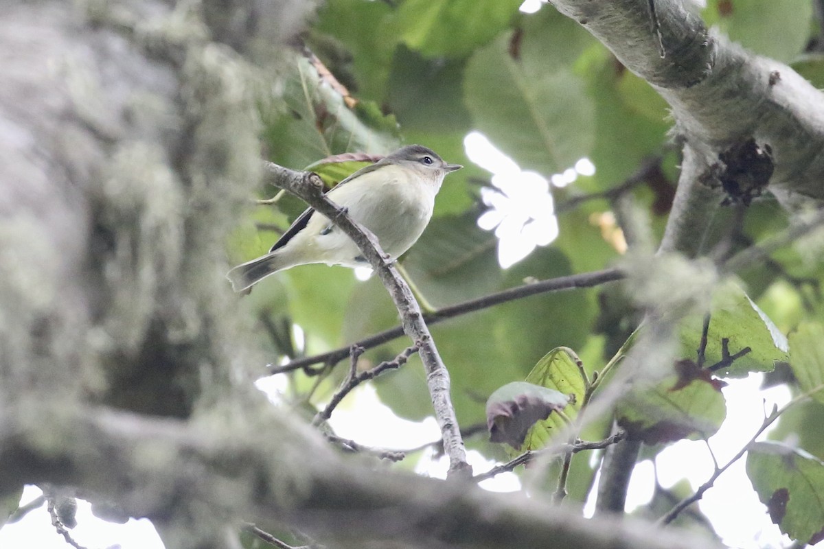 Warbling Vireo - ML641825972