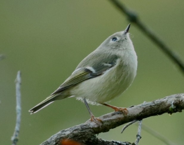 Rubingoldhähnchen - ML641825985