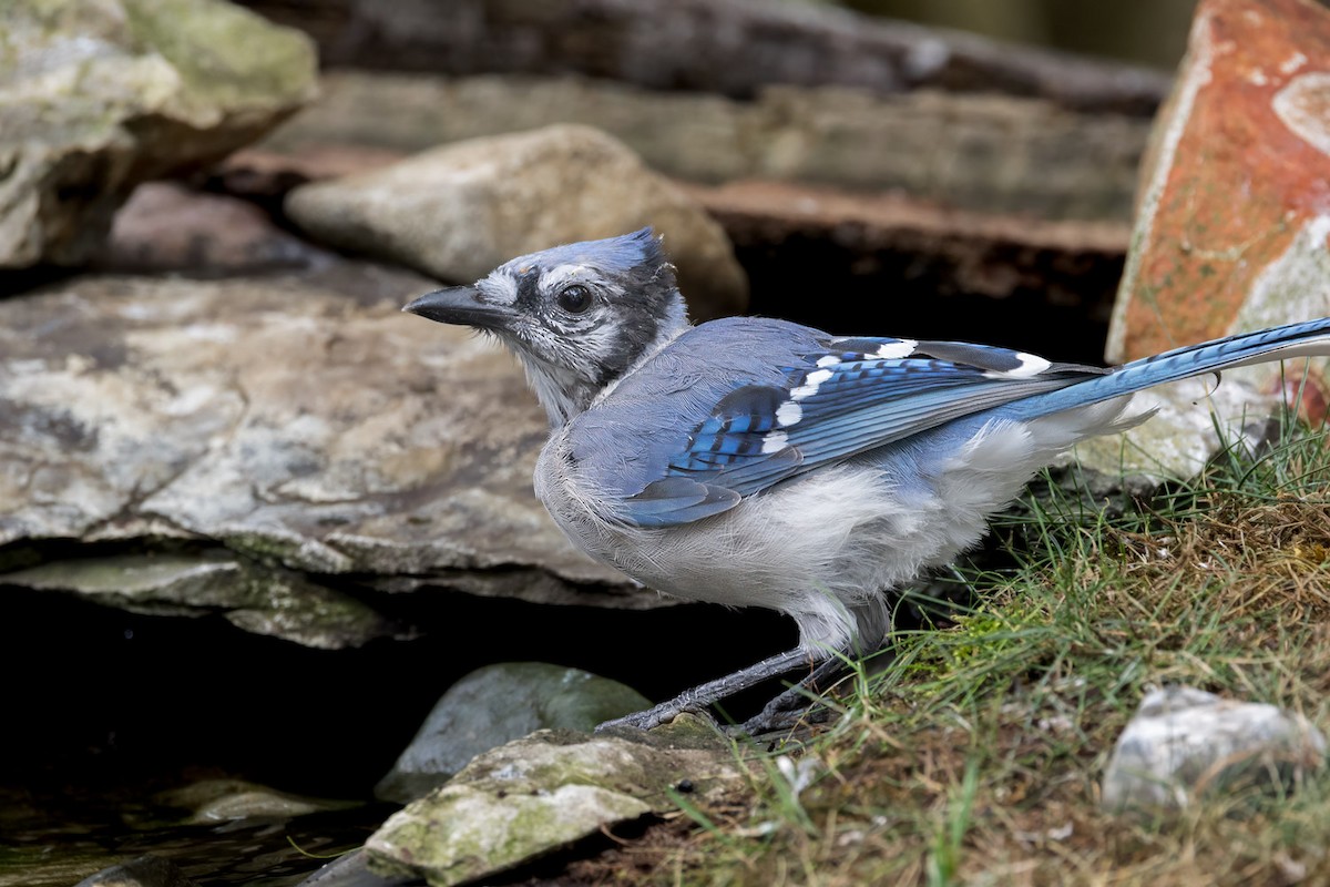 Blue Jay - ML641826027
