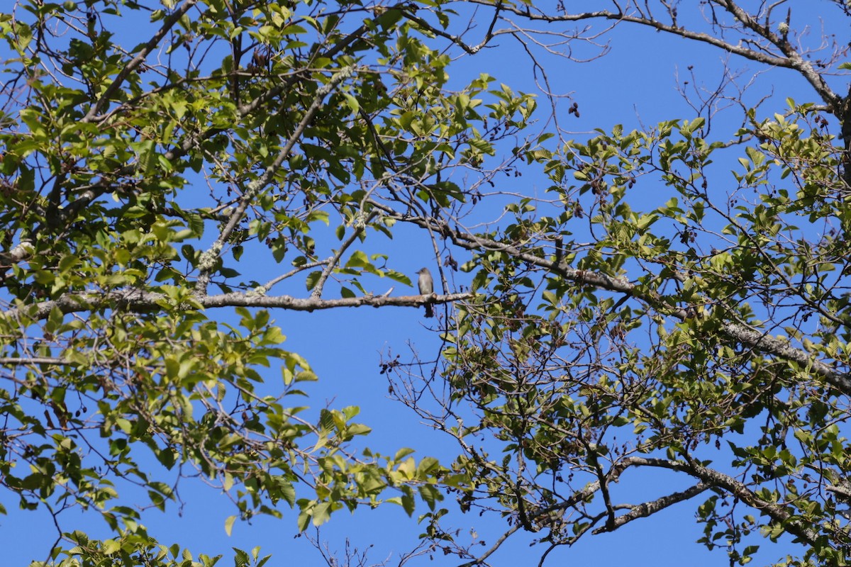 Olive-sided Flycatcher - ML641826039