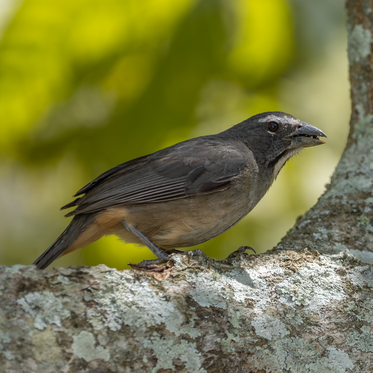 Buff-throated Saltator - ML641826043