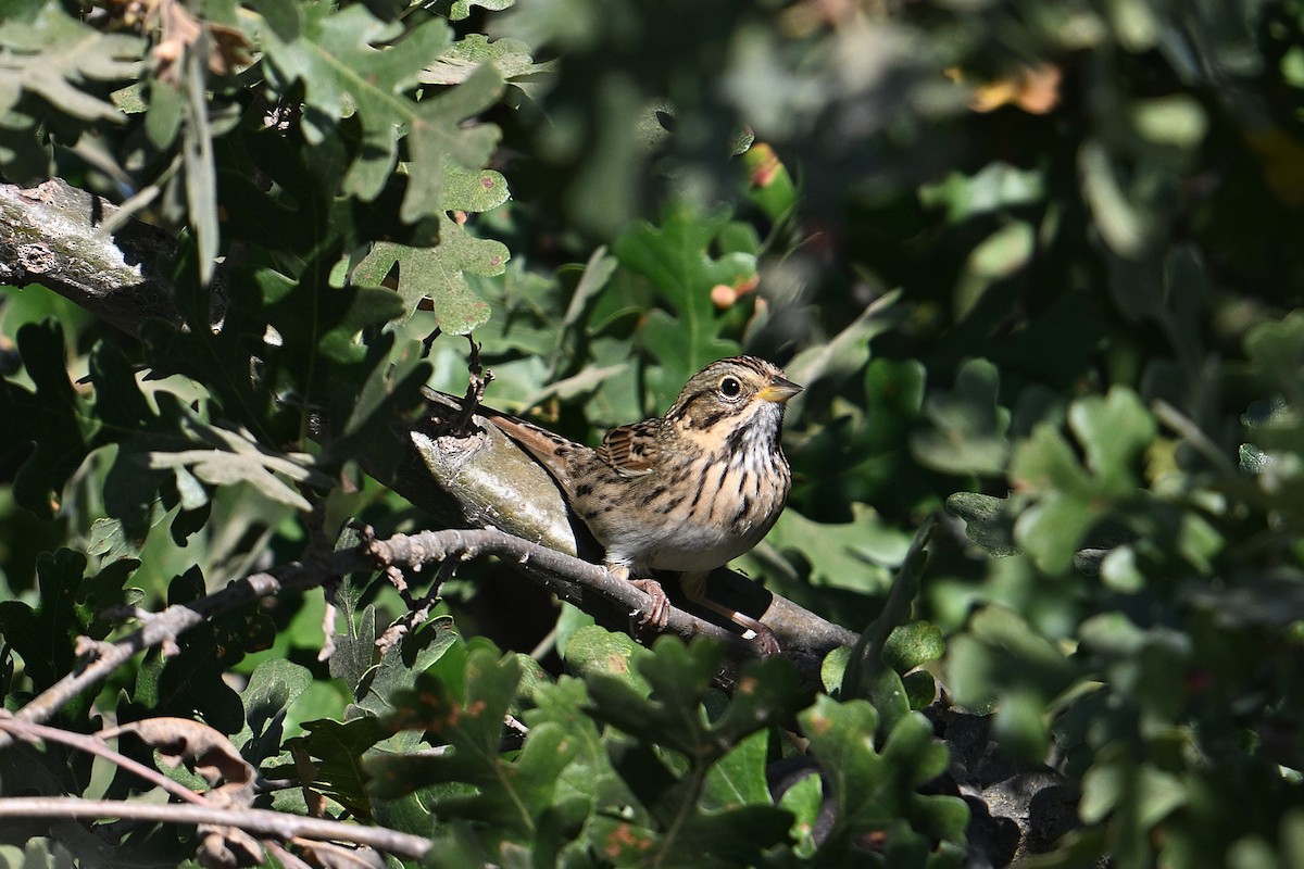 Lincoln's Sparrow - ML641826066