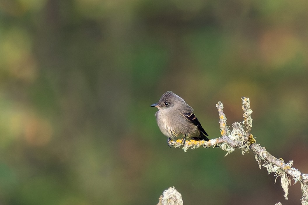 Western Wood-Pewee - ML641826096