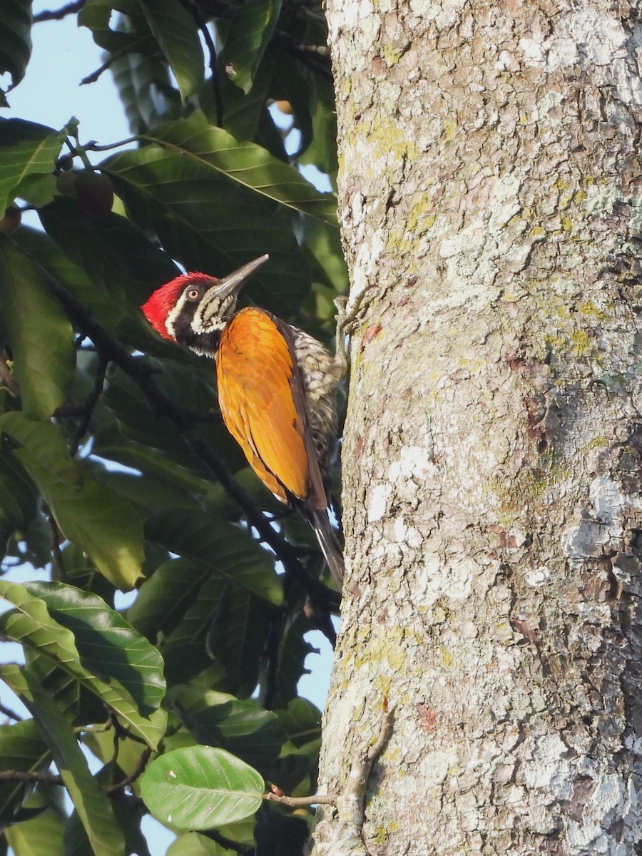 Greater Flameback - ML641826112
