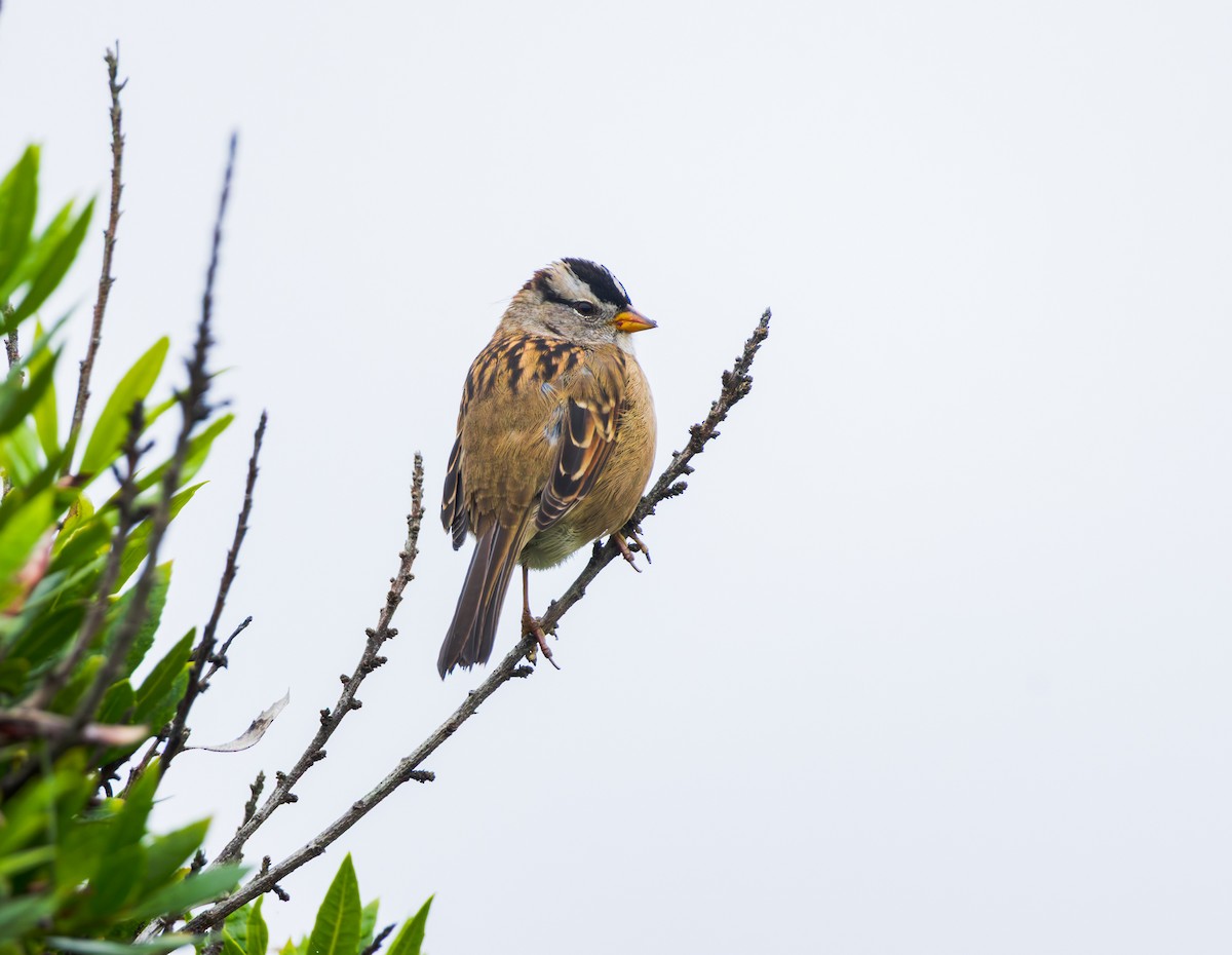 White-crowned Sparrow - ML641826114