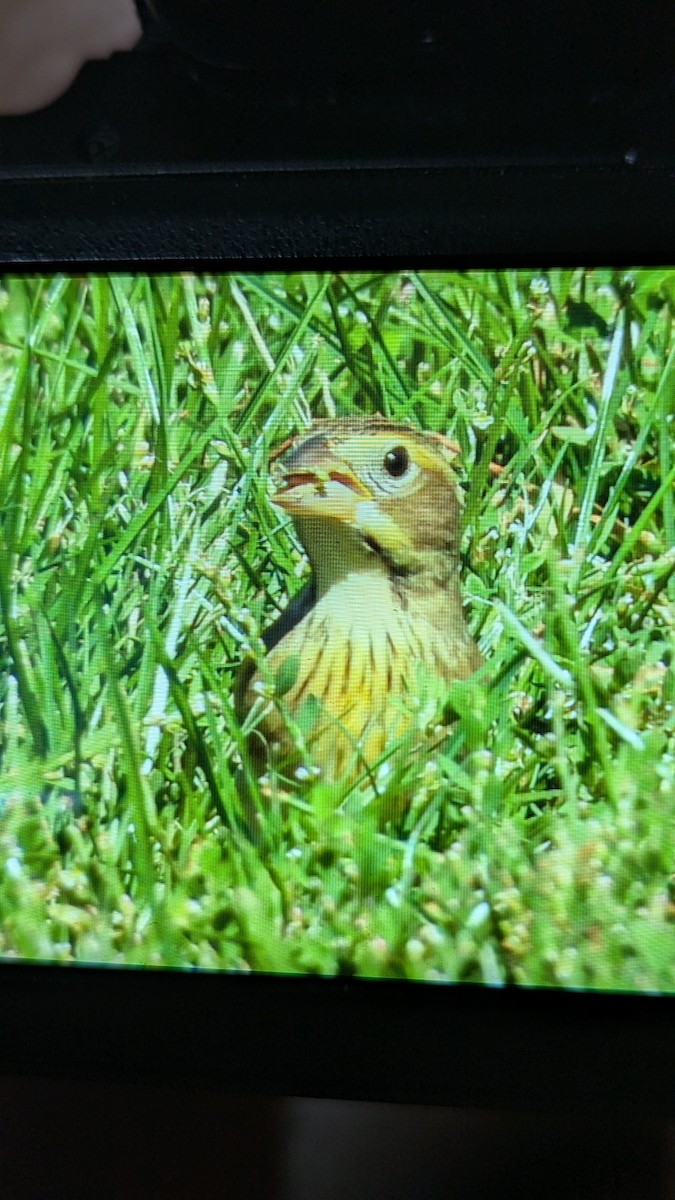 Dickcissel - ML641826116