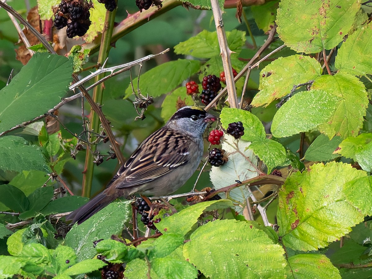 Golden-crowned Sparrow - ML641826124