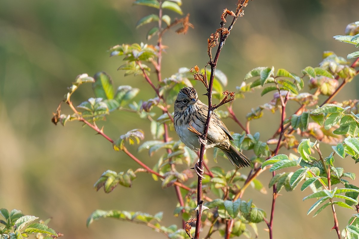 Lincoln's Sparrow - ML641826135