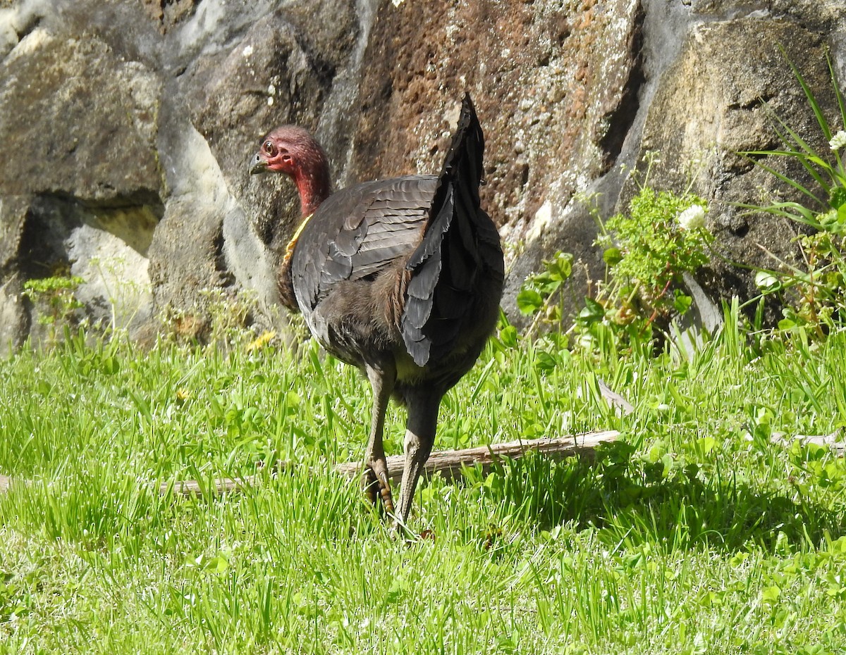 Australian Brushturkey - ML641826137