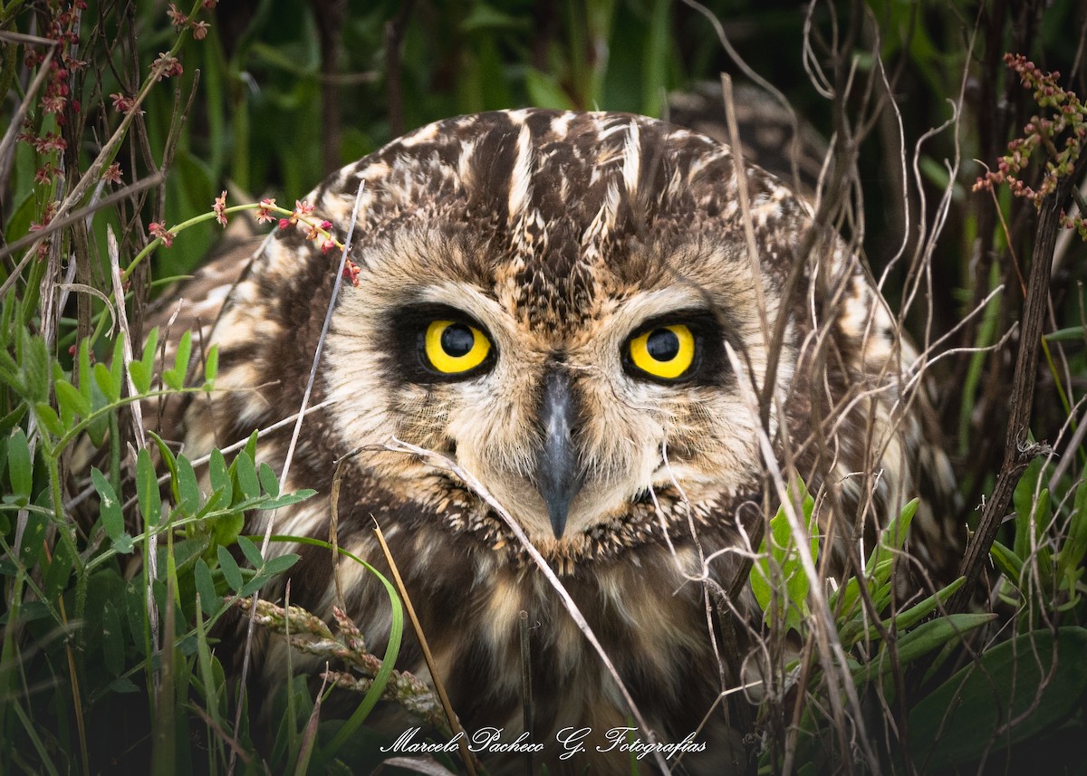 Short-eared Owl - ML641826143