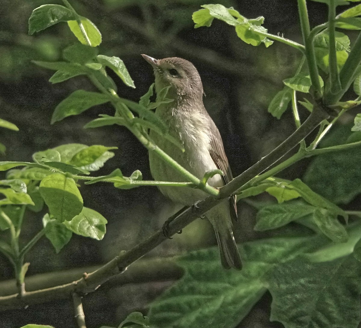 Warbling Vireo - ML641826170