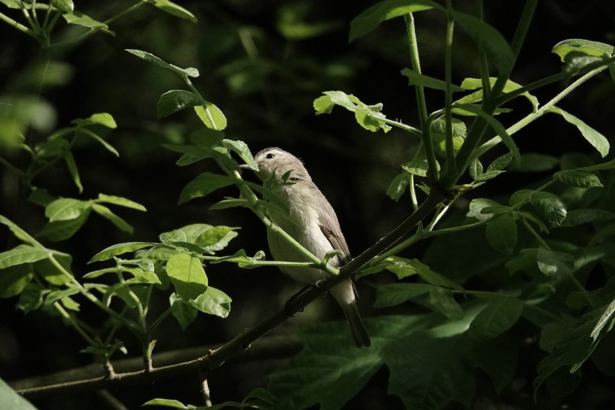 Warbling Vireo - ML641826171