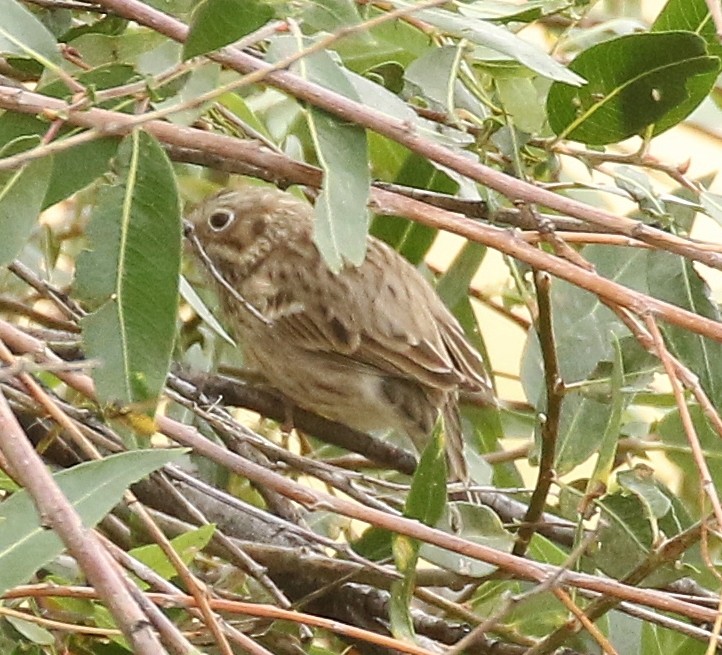Vesper Sparrow - ML641826172