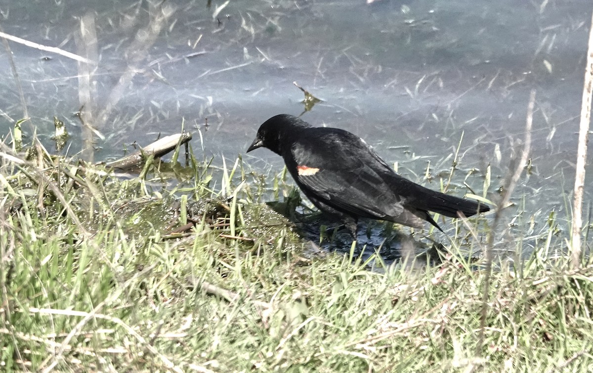 Red-winged Blackbird - ML641826178
