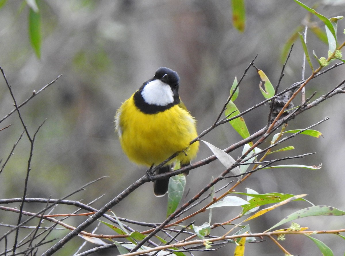 Golden Whistler - ML641826182