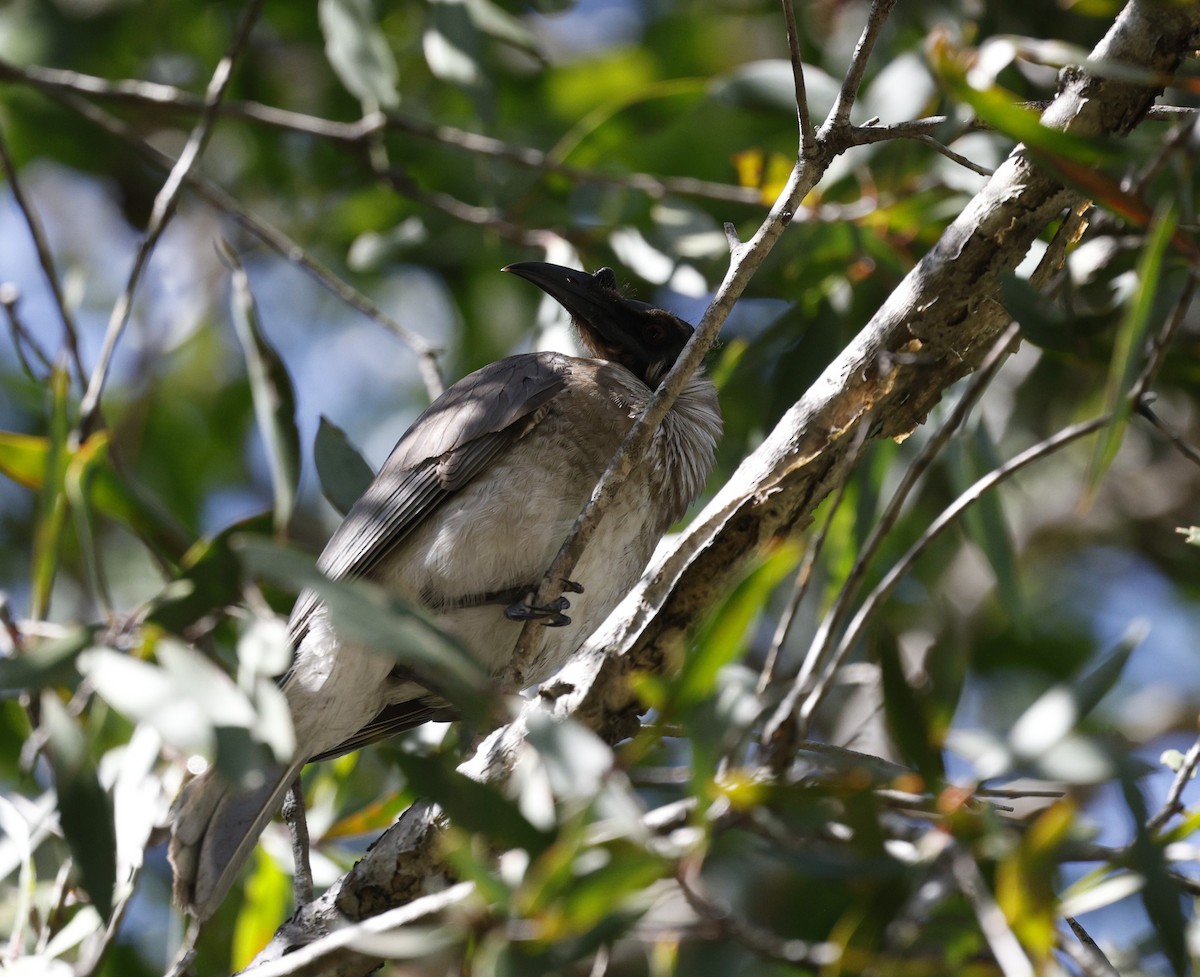 Noisy Friarbird - ML641826209