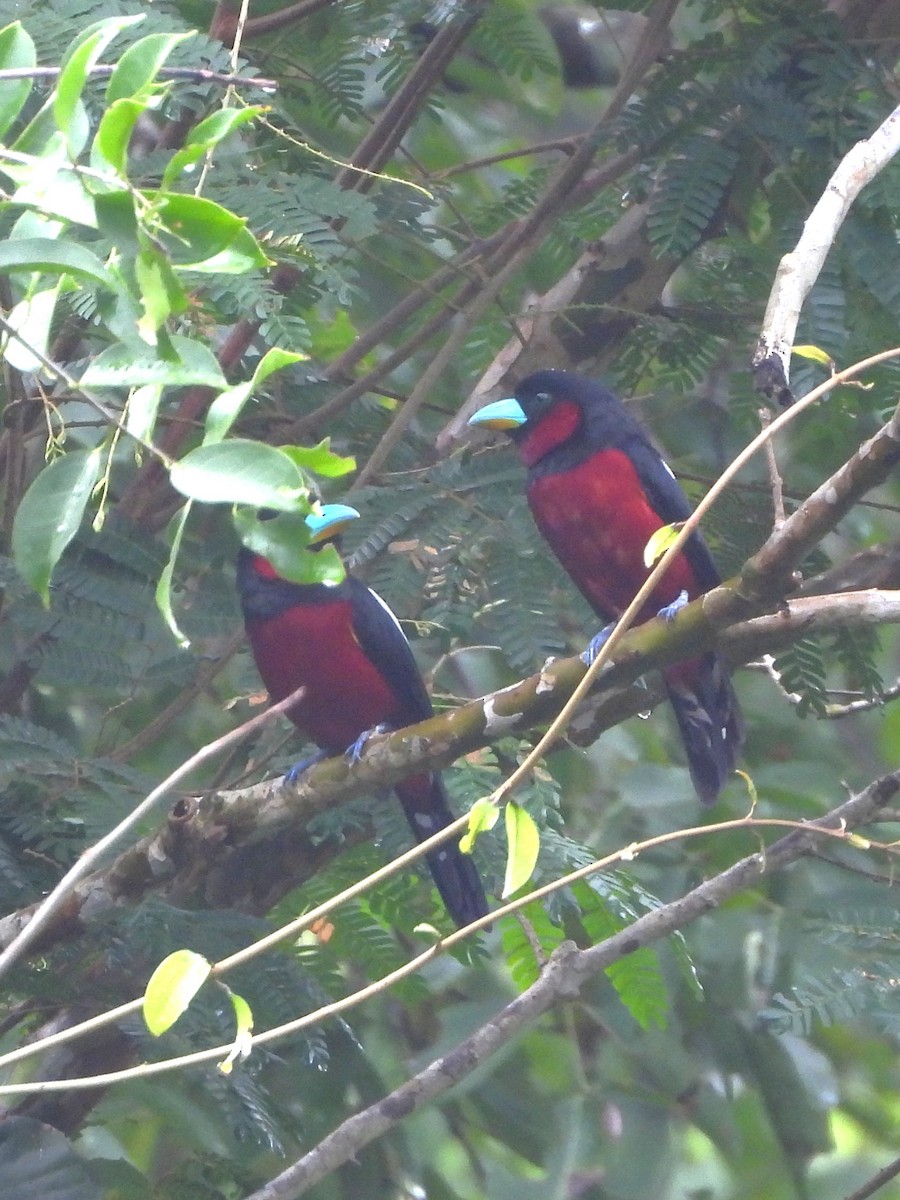 Black-and-red Broadbill - ML641826211