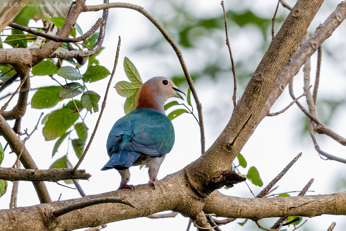 Green Imperial-Pigeon - ML641826226