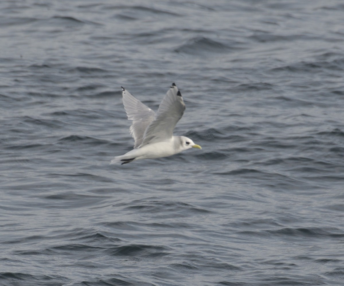 Black-legged Kittiwake - ML641826230