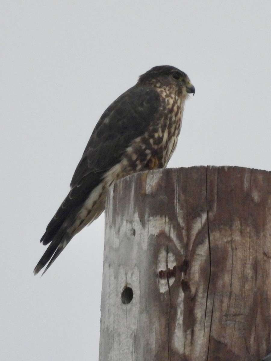 Merlin - ML641826244