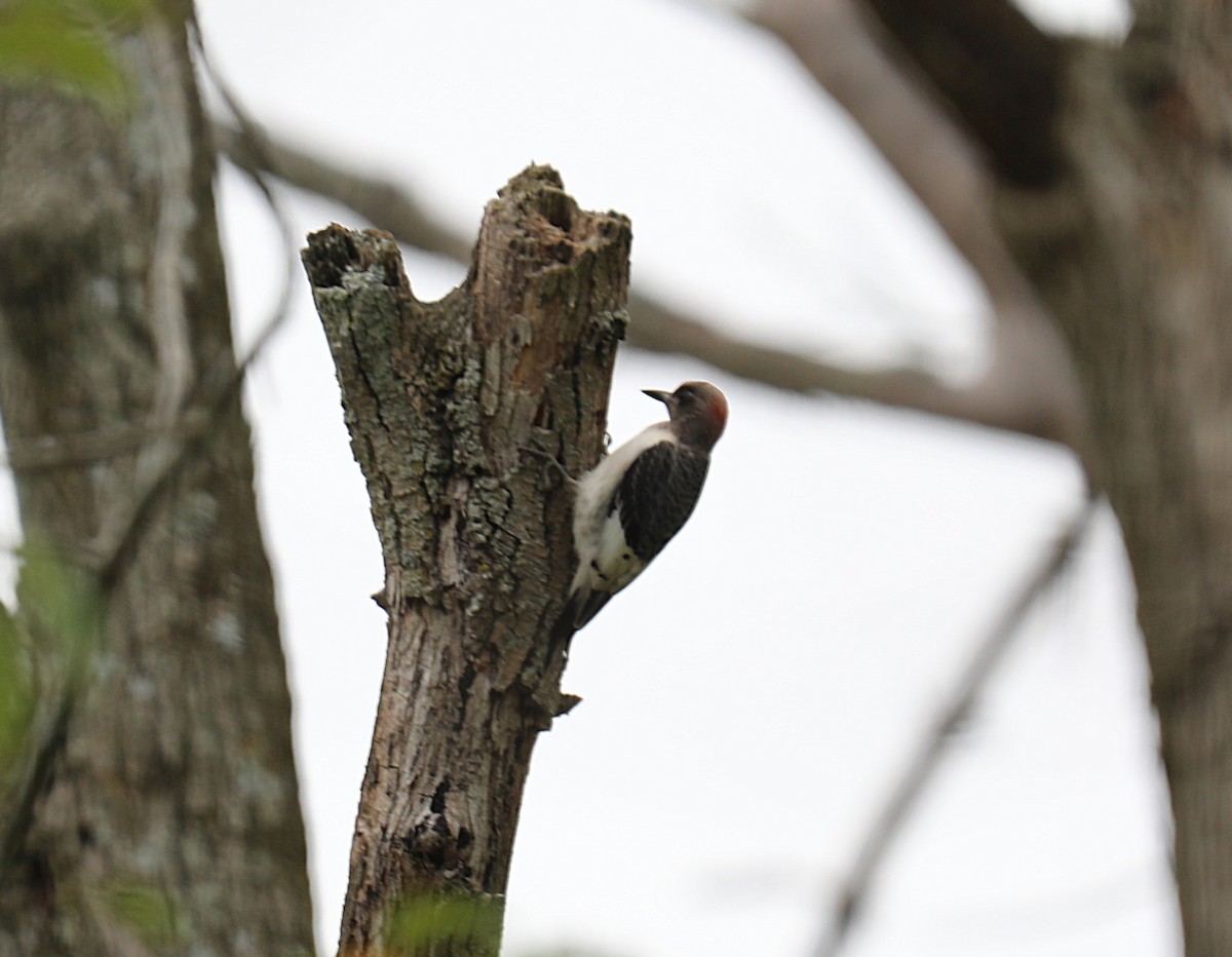 datel červenohlavý - ML641826245