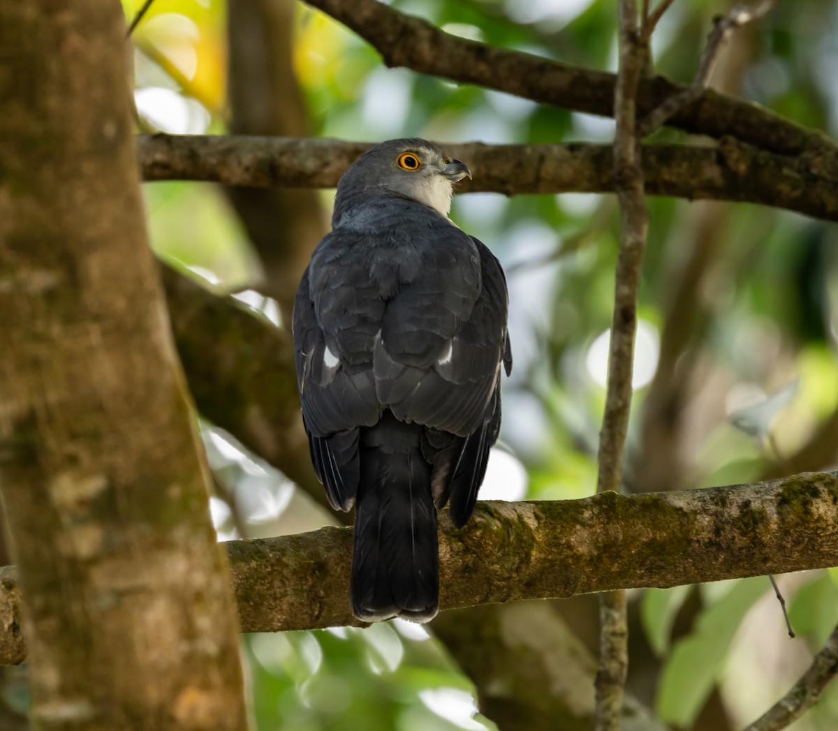 Frances's Sparrowhawk - ML641826253