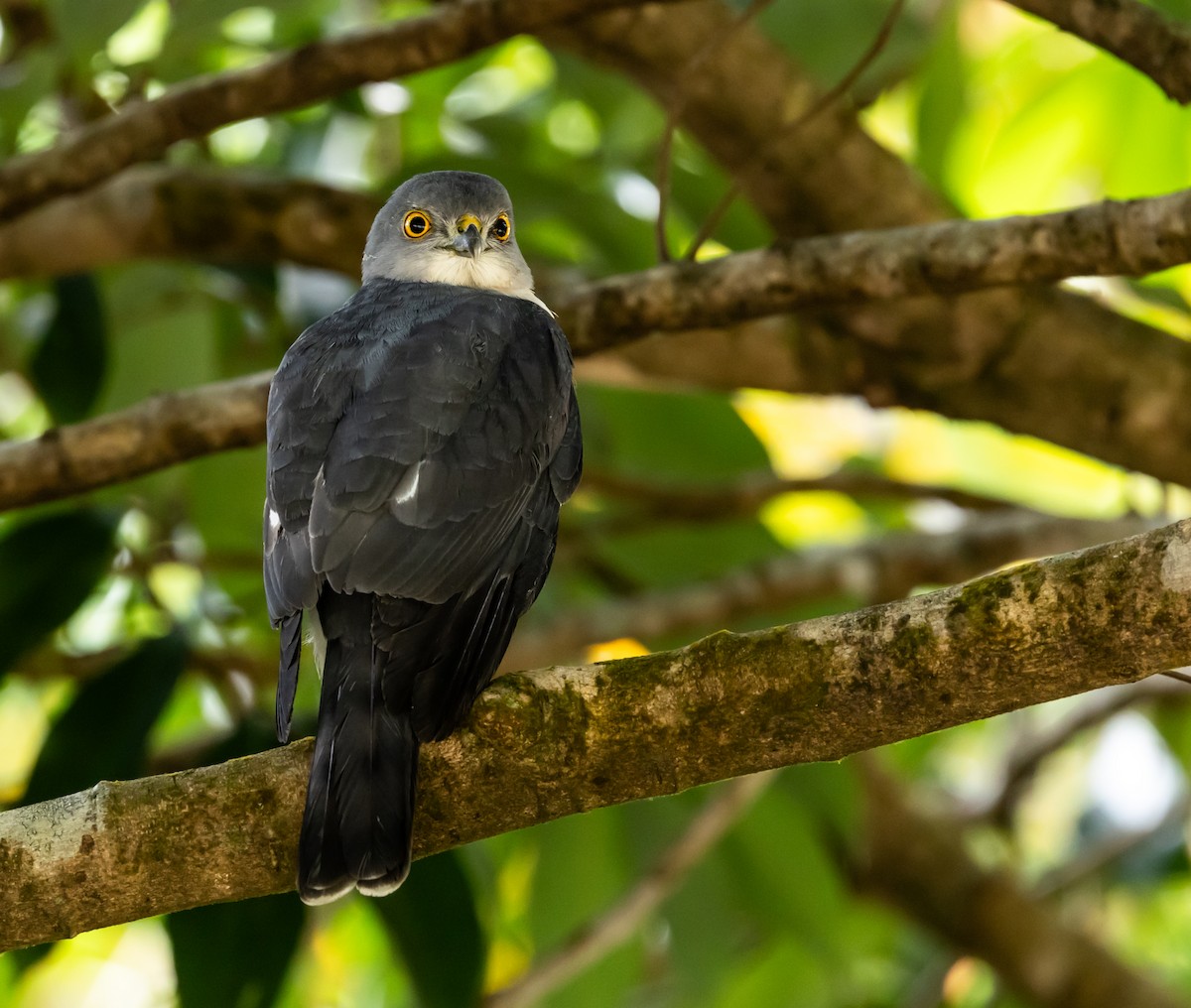 Frances's Sparrowhawk - ML641826255