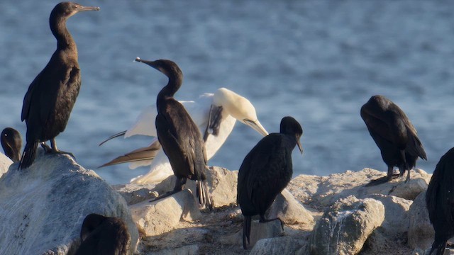 Northern Gannet - ML641826259