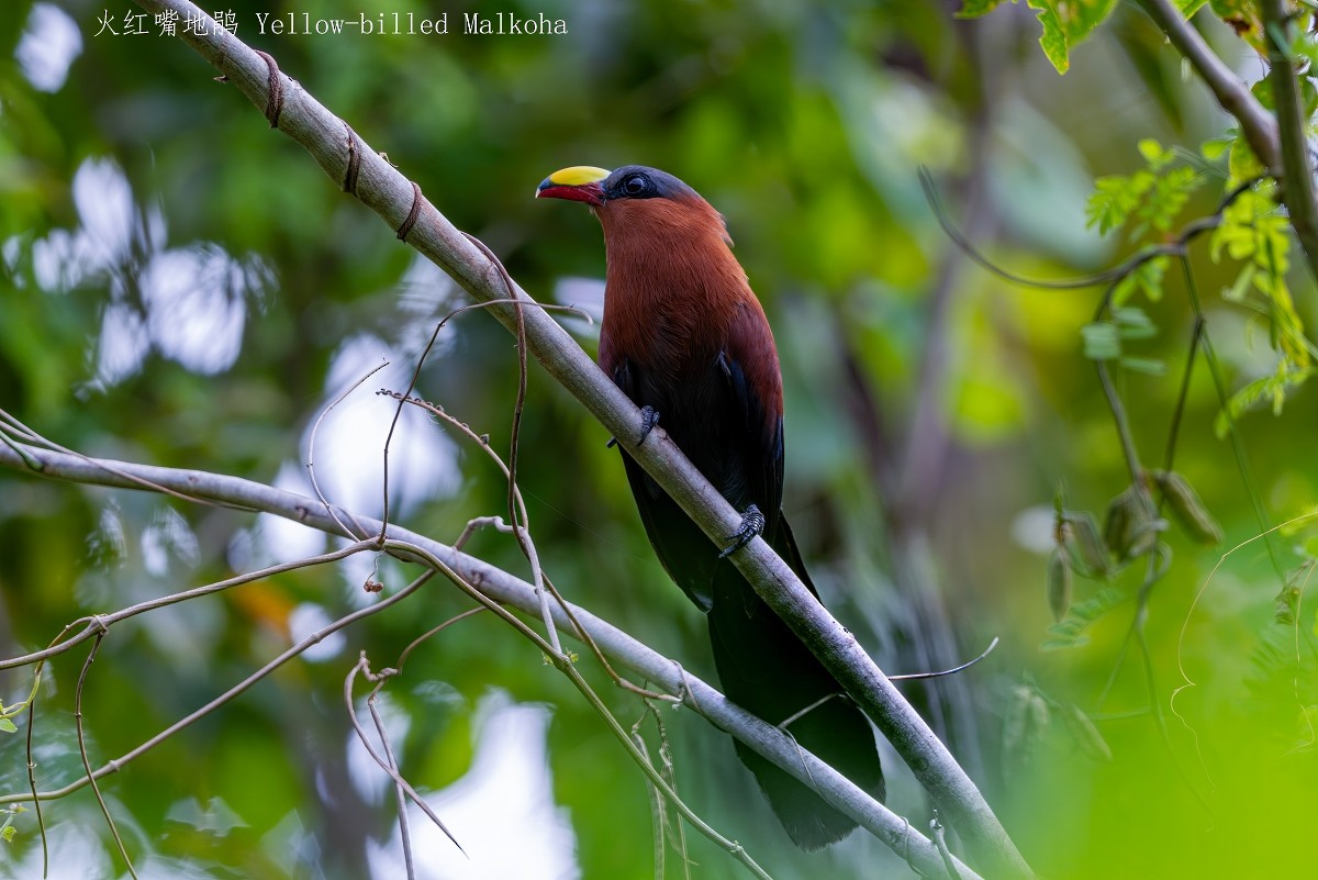 Yellow-billed Malkoha - ML641826279