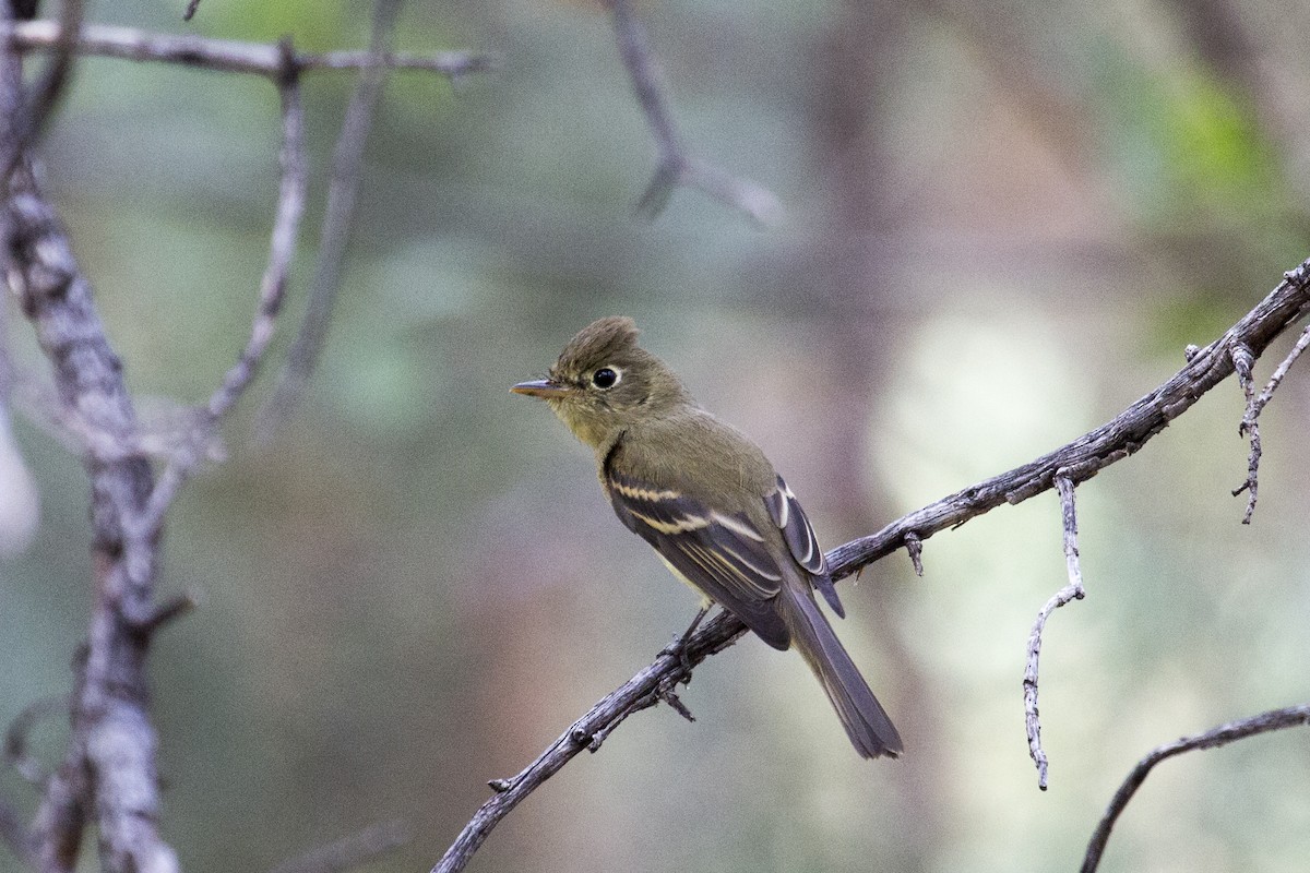 Western Flycatcher - ML641826281